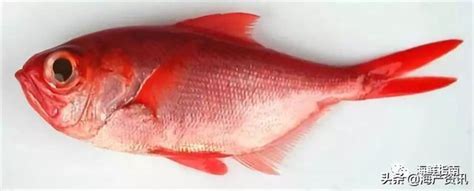 走廊拱門 紅色的魚種類
